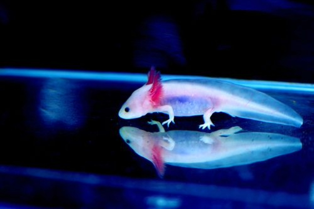 Blue Neon Axolotl